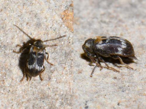 Ptinomorphus regalis